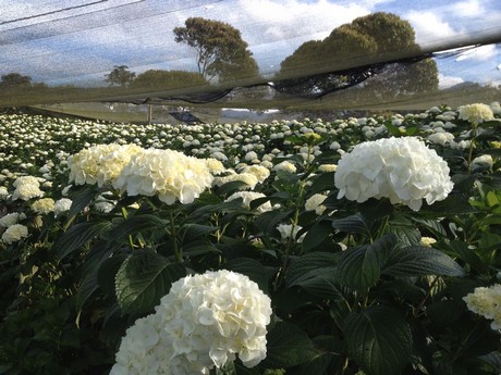 Colombian flower grower’s hydrangeas enter the international market
